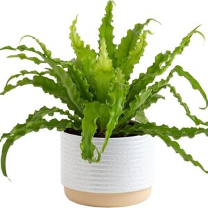 Bird's Nest Fern Plant
