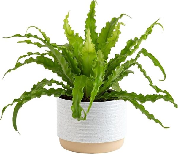 Bird's Nest Fern Plant