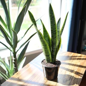 Sansevieria Laurentii Variegated Snake Plants