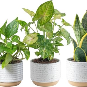 Live Plants (3 Pack), Easy to Grow Real Indoor Houseplants
