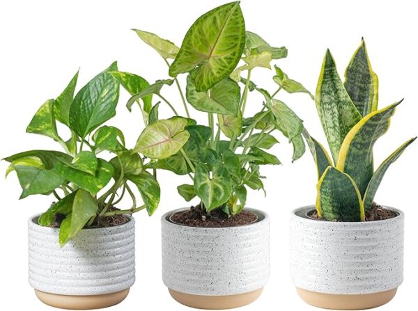 Live Plants (3 Pack), Easy to Grow Real Indoor Houseplants