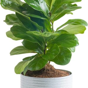 Little Fiddle Leaf Fig, Live Indoor