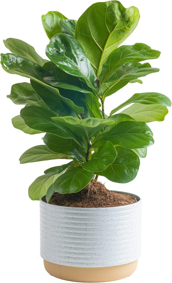 Little Fiddle Leaf Fig, Live Indoor