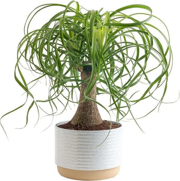 Ponytail Palm Bonsai